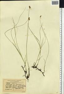 Carex enervis C.A.Mey., Siberia, Russian Far East (S6) (Russia)