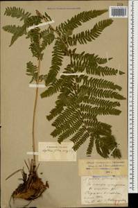 Dryopteris filix-mas (L.) Schott, Caucasus, Stavropol Krai, Karachay-Cherkessia & Kabardino-Balkaria (K1b) (Russia)