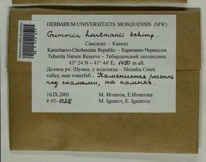Grimmia hartmanii Schimp., Bryophytes, Bryophytes - North Caucasus & Ciscaucasia (B12) (Russia)