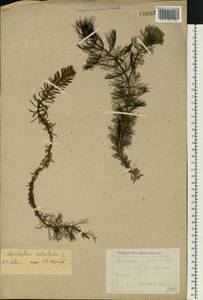Myriophyllum verticillatum L., Eastern Europe, Central forest-and-steppe region (E6) (Russia)