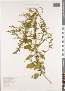 Lipandra polysperma (L.) S. Fuentes, Uotila & Borsch, Caucasus, Black Sea Shore (from Novorossiysk to Adler) (K3) (Russia)