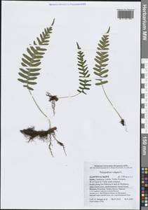 Polypodium vulgare L., Western Europe (EUR) (Spain)
