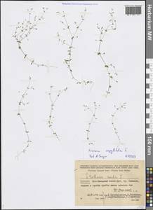 Arenaria serpyllifolia L., Middle Asia, Kopet Dag, Badkhyz, Small & Great Balkhan (M1) (Turkmenistan)