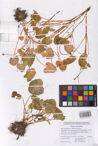 Ficaria verna Huds., Eastern Europe, Rostov Oblast (E12a) (Russia)