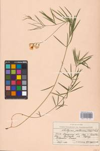 Lathyrus pallescens (M.Bieb.) K.Koch, Eastern Europe, South Ukrainian region (E12) (Ukraine)