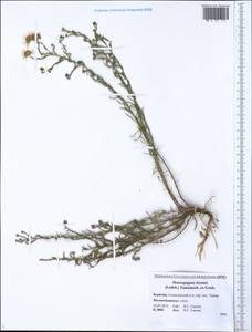Heteropappus biennis (Ledeb.) Tamamsch. ex Grubov, Siberia, Baikal & Transbaikal region (S4) (Russia)