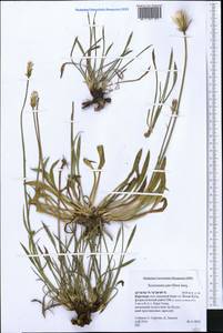Scorzonera parviflora Jacq., Middle Asia, Northern & Central Tian Shan (M4) (Kyrgyzstan)