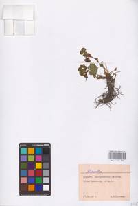 Alchemilla, Eastern Europe, West Ukrainian region (E13) (Ukraine)