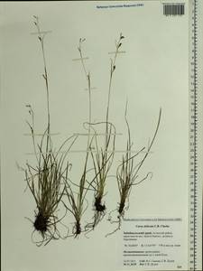 Carex delicata C.B.Clarke, Siberia, Baikal & Transbaikal region (S4) (Russia)