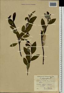 Salix phylicifolia L., Eastern Europe, Northern region (E1) (Russia)