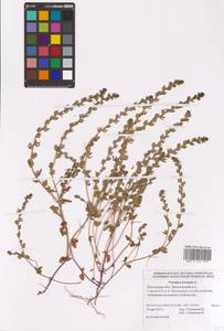 Veronica arvensis L., Eastern Europe, Rostov Oblast (E12a) (Russia)