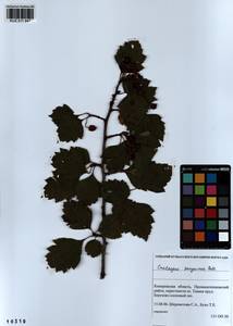 Crataegus sanguinea Pall., Siberia, Altai & Sayany Mountains (S2) (Russia)