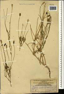 Papaver macrostomum Boiss. & A. Huet ex Boiss., Caucasus, Armenia (K5) (Armenia)