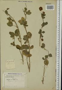 Trifolium hybridum L., Eastern Europe, Moldova (E13a) (Moldova)
