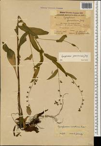 Cynoglossum germanicum Jacq., Caucasus, Stavropol Krai, Karachay-Cherkessia & Kabardino-Balkaria (K1b) (Russia)