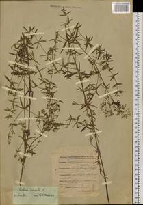 Galium boreale L., Siberia, Baikal & Transbaikal region (S4) (Russia)