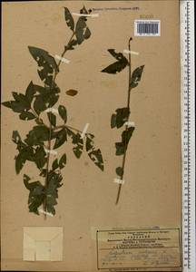 Ligustrum vulgare L., Caucasus, Azerbaijan (K6) (Azerbaijan)