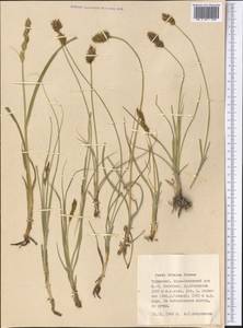 Carex divulsa Stokes, Middle Asia, Kopet Dag, Badkhyz, Small & Great Balkhan (M1) (Turkmenistan)