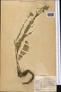 Saussurea elegans Ledeb., Middle Asia, Pamir & Pamiro-Alai (M2) (Kyrgyzstan)