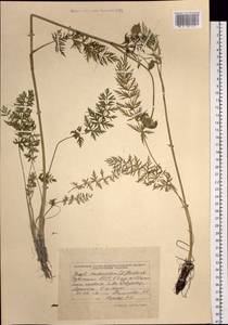 Seseli condensatum (L.) Rchb. fil., Siberia, Altai & Sayany Mountains (S2) (Russia)