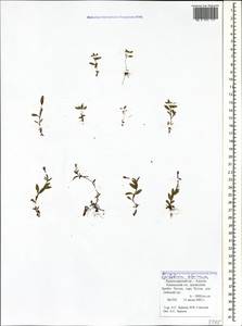 Epilobium anagallidifolium Lam., Caucasus, Krasnodar Krai & Adygea (K1a) (Russia)
