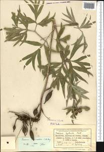 Paeonia intermedia, Middle Asia, Dzungarian Alatau & Tarbagatai (M5) (Kazakhstan)