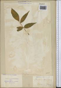 Fraxinus americana L., Middle Asia, Syr-Darian deserts & Kyzylkum (M7) (Uzbekistan)
