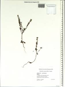 Rochelia retorta (Pall.) Lipsky, Crimea (KRYM) (Russia)