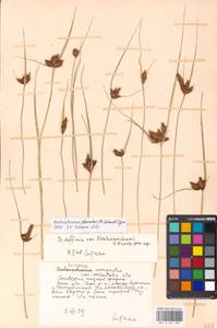 Bolboschoenus planiculmis (F.Schmidt) T.V.Egorova, Eastern Europe, Moscow region (E4a) (Russia)