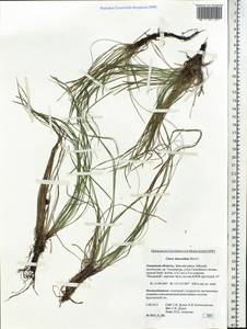 Carex lanceolata Boott, Siberia, Russian Far East (S6) (Russia)