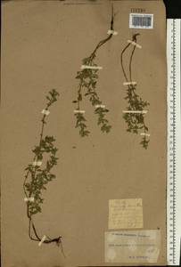 Clinopodium acinos (L.) Kuntze, Eastern Europe, South Ukrainian region (E12) (Ukraine)