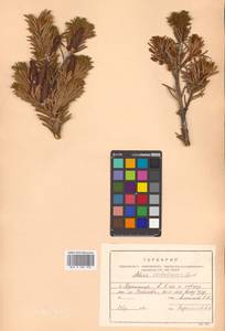 Abies sachalinensis (F.Schmidt) Mast., Siberia, Russian Far East (S6) (Russia)