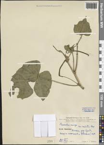 Vigna mungo (L.) Hepper, South Asia, South Asia (Asia outside ex-Soviet states and Mongolia) (ASIA) (China)