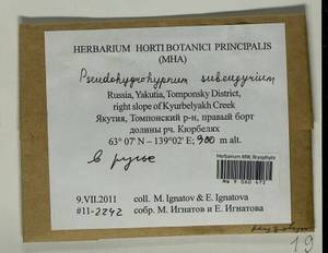 Pseudohygrohypnum subeugyrium (Renauld & Cardot) Ignatov & Ignatova, Bryophytes, Bryophytes - Yakutia (B19) (Russia)