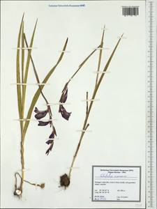 Gladiolus communis L., Western Europe (EUR) (Portugal)