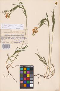 Lathyrus pallescens (M.Bieb.) K.Koch, Eastern Europe, Eastern region (E10) (Russia)