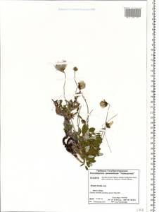 Dryas octopetala subsp. incisa Malyschev, Siberia, Central Siberia (S3) (Russia)