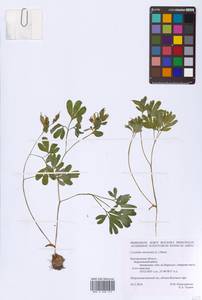 Corydalis intermedia (L.) Mérat, Eastern Europe, Central forest-and-steppe region (E6) (Russia)