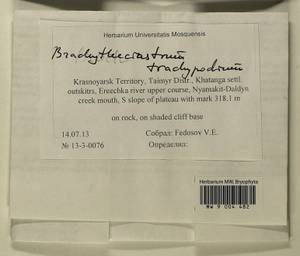 Brachytheciastrum trachypodium (Brid.) Ignatov & Huttunen, Bryophytes, Bryophytes - Krasnoyarsk Krai, Tyva & Khakassia (B17) (Russia)