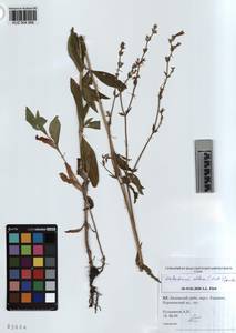 KUZ 004 068, Silene latifolia subsp. alba (Miller) Greuter & Burdet, Siberia, Altai & Sayany Mountains (S2) (Russia)