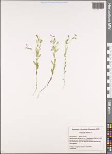 Polygala sibirica L., Eastern Europe, Moscow region (E4a) (Russia)