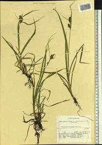 Carex mollissima Christ ex Scheutz, Siberia, Chukotka & Kamchatka (S7) (Russia)