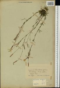 Dianthus arenarius, Eastern Europe, Belarus (E3a) (Belarus)