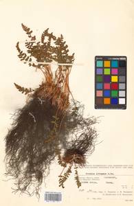 Woodsia ilvensis (L.) R. Br., Siberia, Chukotka & Kamchatka (S7) (Russia)