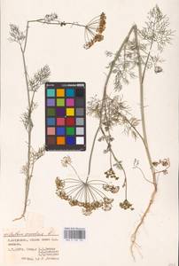 Anethum graveolens L., Eastern Europe, Lower Volga region (E9) (Russia)