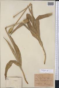 Tulipa, Middle Asia, Western Tian Shan & Karatau (M3) (Kyrgyzstan)