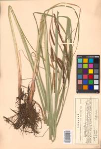 Carex acuta L., Eastern Europe, Moscow region (E4a) (Russia)