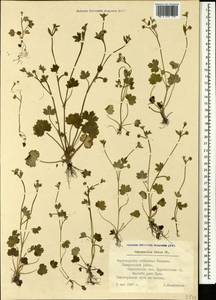 Ranunculus chius DC., Caucasus, Black Sea Shore (from Novorossiysk to Adler) (K3) (Russia)