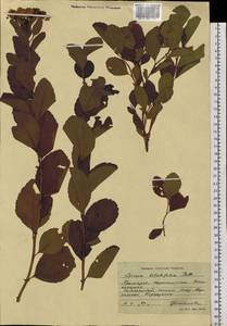 Spiraea betulifolia Pall., Siberia, Russian Far East (S6) (Russia)