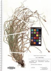 Carex spicata subsp. spicata, Eastern Europe, Middle Volga region (E8) (Russia)